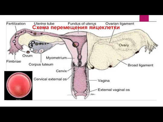 Схема перемещения яйцеклетки