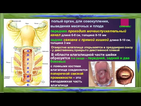 полый орган, для совокупления, выведения месячных и плода стенки: передняя проходит мочеиспускательный