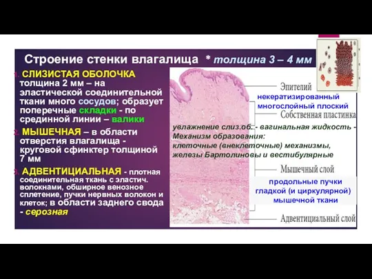 Строение стенки влагалища * толщина 3 – 4 мм СЛИЗИСТАЯ ОБОЛОЧКА толщина