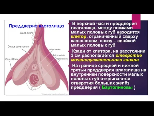 Преддверие влагалища В верхней части преддверия влагалища, между ножками малых половых губ