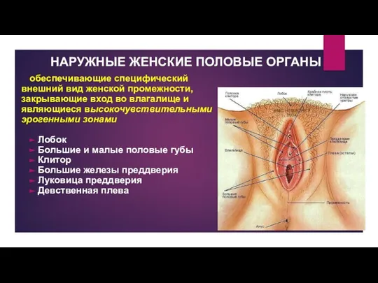 НАРУЖНЫЕ ЖЕНСКИЕ ПОЛОВЫЕ ОРГАНЫ обеспечивающие специфический внешний вид женской промежности, закрывающие вход