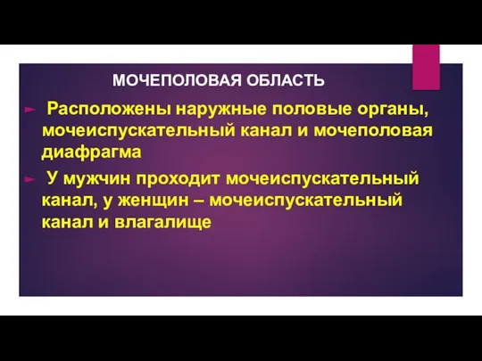 МОЧЕПОЛОВАЯ ОБЛАСТЬ Расположены наружные половые органы, мочеиспускательный канал и мочеполовая диафрагма У