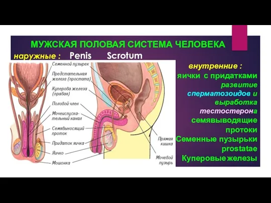 МУЖСКАЯ ПОЛОВАЯ СИСТЕМА ЧЕЛОВЕКА наружные : Penis Scrotum внутренние : яички с