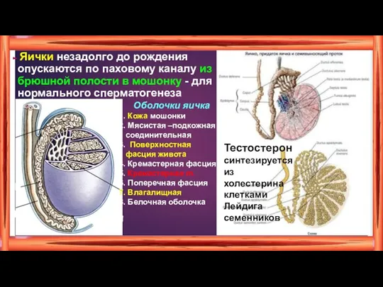 Яички незадолго до рождения опускаются по паховому каналу из брюшной полости в