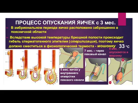 ПРОЦЕСС ОПУСКАНИЯ ЯИЧЕК с 3 мес. В эмбриональном периоде яичко расположено забрюшинно