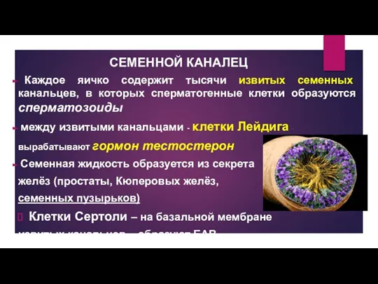 СЕМЕННОЙ КАНАЛЕЦ Каждое яичко содержит тысячи извитых семенных канальцев, в которых сперматогенные