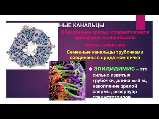 СЕМЕННЫЕ КАНАЛЬЦЫ Образование зрелых сперматозоидов происходит волнообразно вдоль канальцев Семенные канальцы трубочками