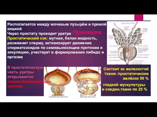 Простата Состоит из железистой ткани: простатические желёзки 50 % гладкой мускулатуры и
