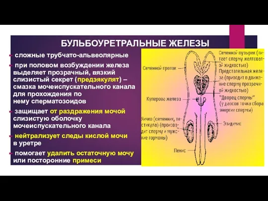 БУЛЬБОУРЕТРАЛЬНЫЕ ЖЕЛЕЗЫ сложные трубчато-альвеолярные при половом возбуждении железа выделяет прозрачный, вязкий слизистый