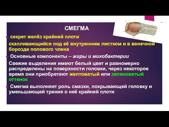 СМЕГМА секрет желёз крайней плоти скапливающийся под её внутренним листком и в