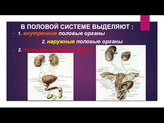 В ПОЛОВОЙ СИСТЕМЕ ВЫДЕЛЯЮТ : 1. внутренние половые органы 2. наружные половые