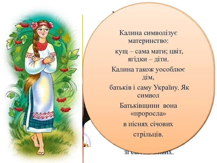 Калина – невід’ємний атрибут різних обрядів, особливо весільного: дівчата вплітали цвіт у