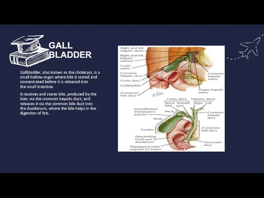 GALL BLADDER Gallbladder, also known as the cholecyst, is a small hollow