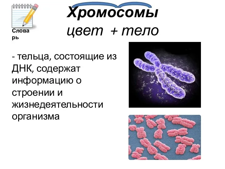 Хромосомы цвет + тело - тельца, состоящие из ДНК, содержат информацию о