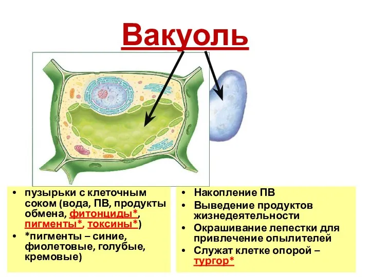 Вакуоль Накопление ПВ Выведение продуктов жизнедеятельности Окрашивание лепестки для привлечение опылителей Служат