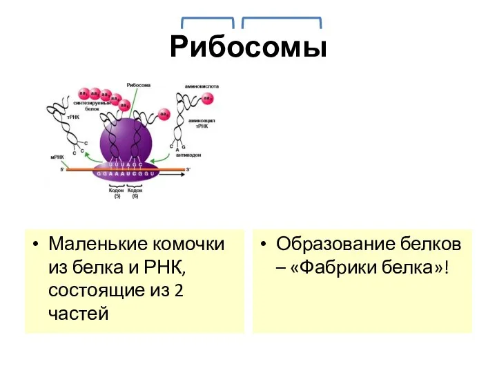 Рибосомы Маленькие комочки из белка и РНК, состоящие из 2 частей Образование белков – «Фабрики белка»!