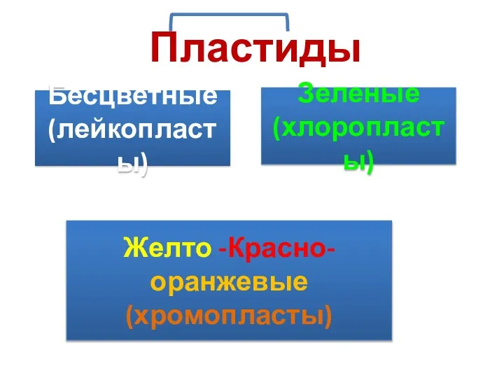 Пластиды Бесцветные (лейкопласты) Зеленые (хлоропласты) Желто -Красно-оранжевые (хромопласты)