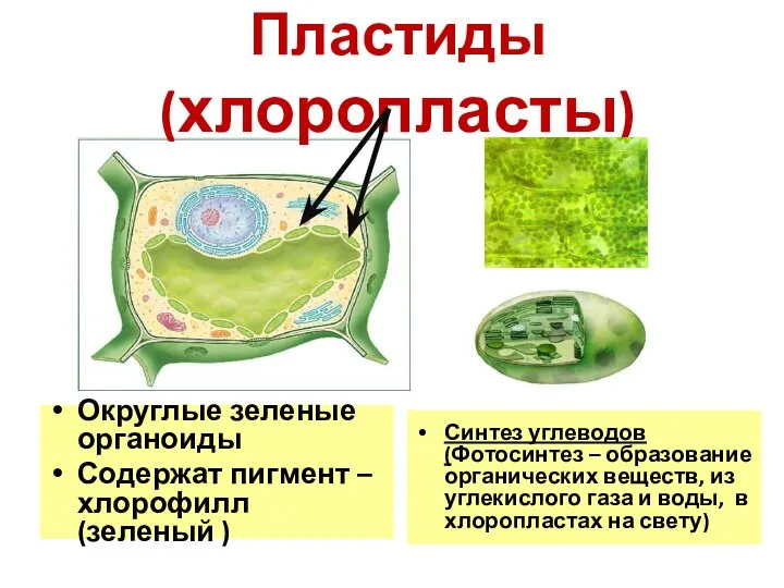 Пластиды (хлоропласты) Синтез углеводов (Фотосинтез – образование органических веществ, из углекислого газа