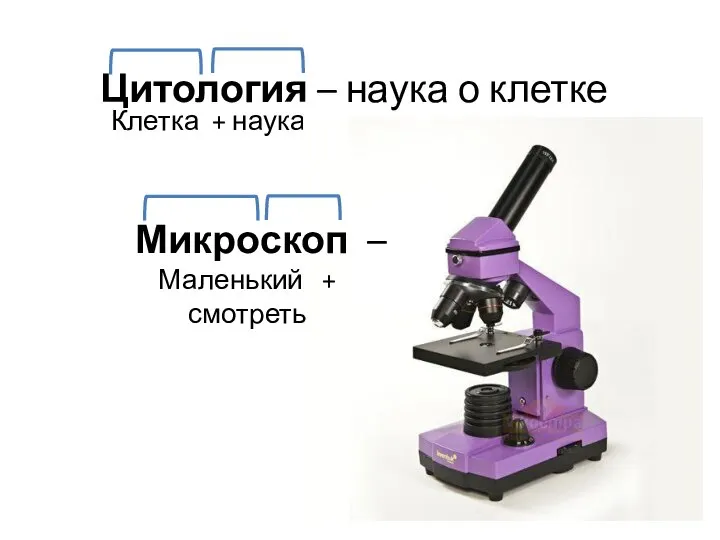 Цитология – наука о клетке Клетка + наука Микроскоп – Маленький + смотреть