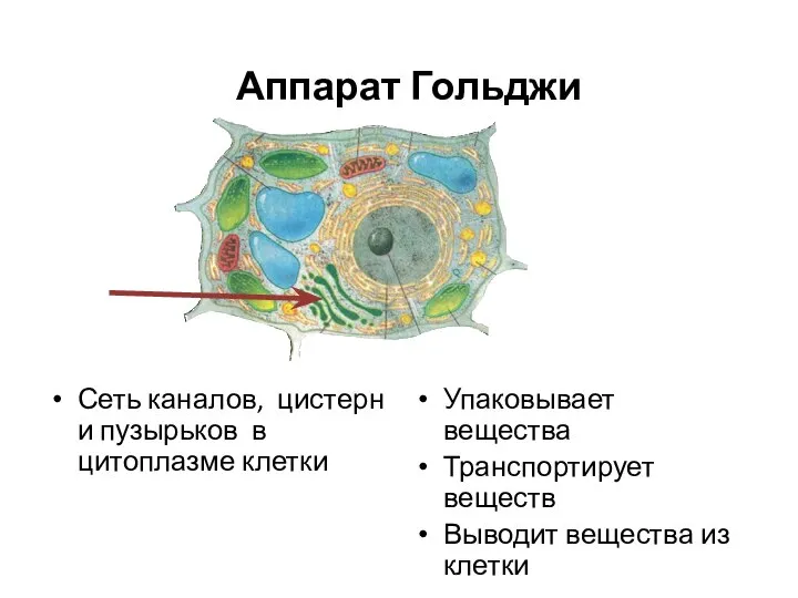 Аппарат Гольджи Сеть каналов, цистерн и пузырьков в цитоплазме клетки Упаковывает вещества