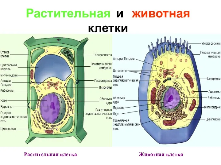 Растительная и животная клетки Животная клетка Растительная клетка