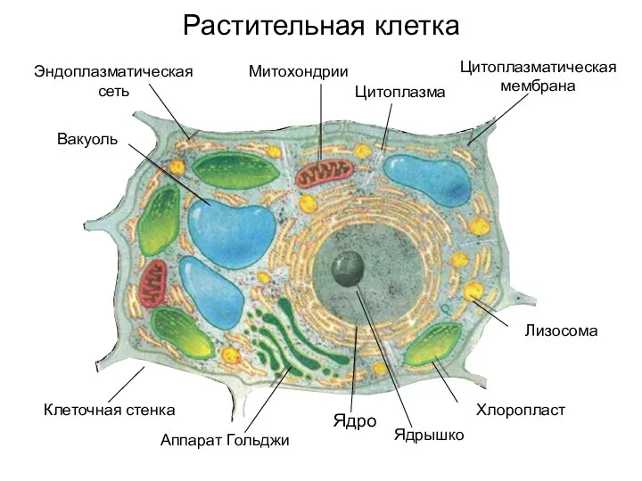 Растительная клетка Хлоропласт Лизосома Клеточная стенка Аппарат Гольджи Ядрышко Ядро Цитоплазматическая мембрана