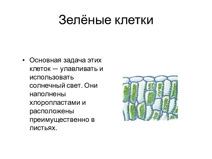 Зелёные клетки Основная задача этих клеток — улавливать и использовать солнечный свет.