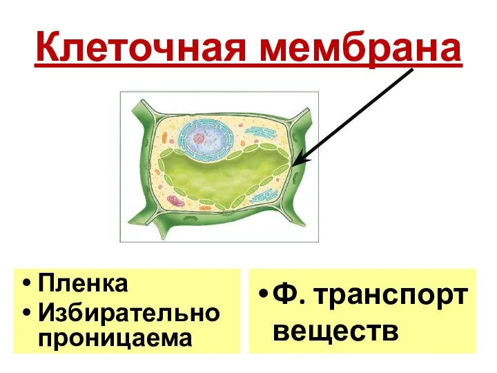 Клеточная мембрана Пленка Избирательно проницаема Ф. транспорт веществ