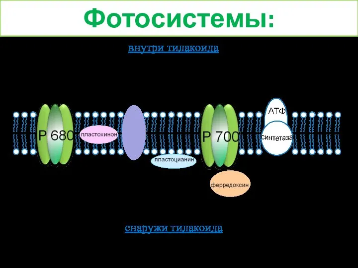 внутри тилакоида снаружи тилакоида цитохром фотосистема II фотосистема I Фотосистемы: