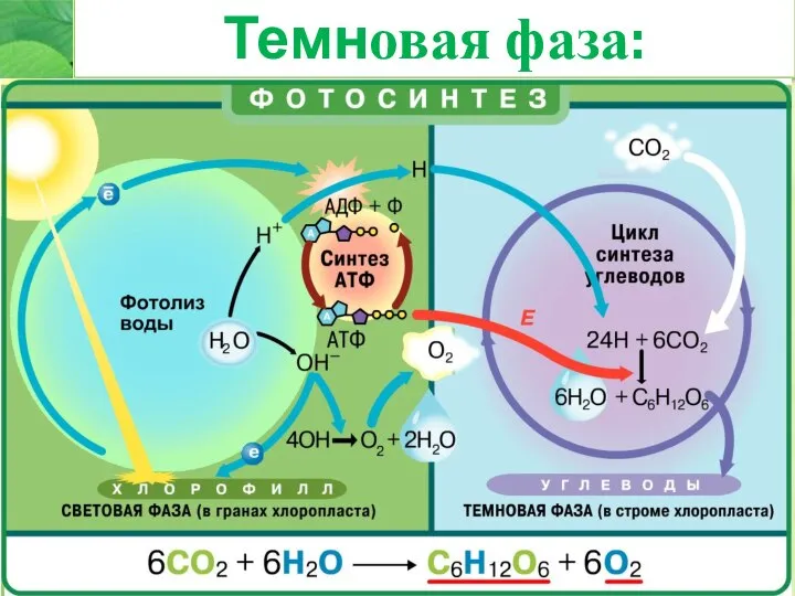 Темновая фаза: