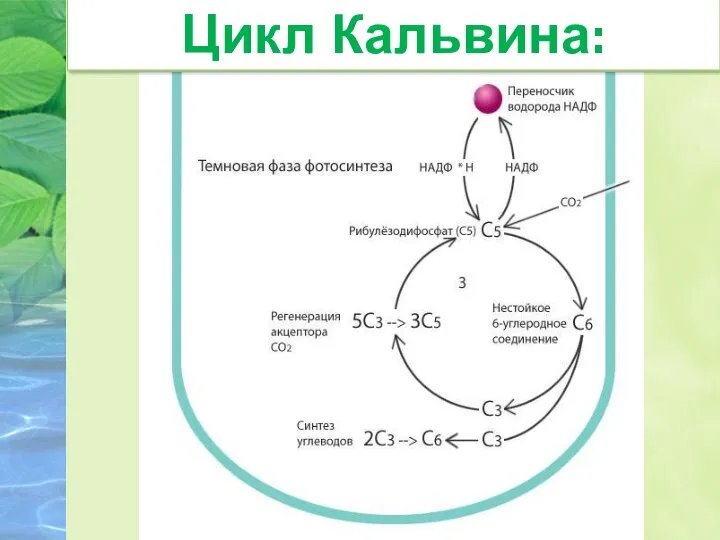 Темновая фаза: Цикл Кальвина: