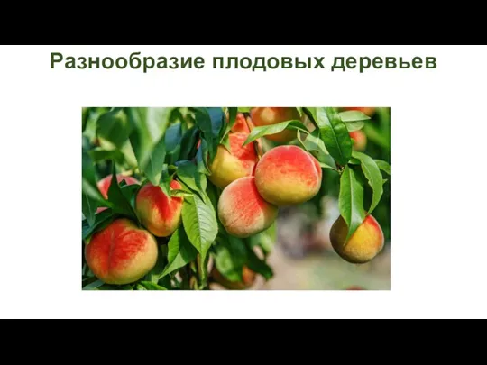 Презентация Разнообразие плодовых деревьев
