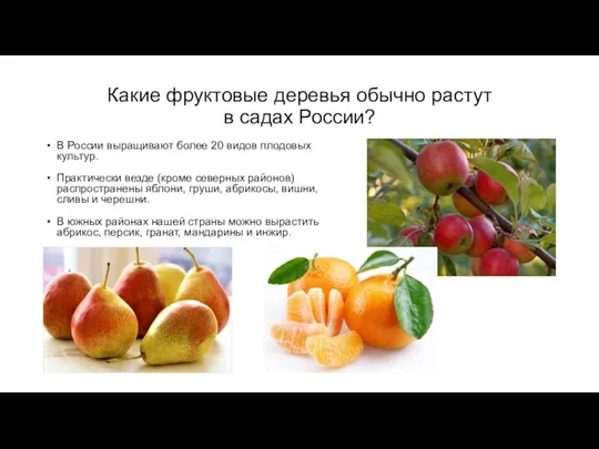 Какие фруктовые деревья обычно растут в садах России? В России выращивают более