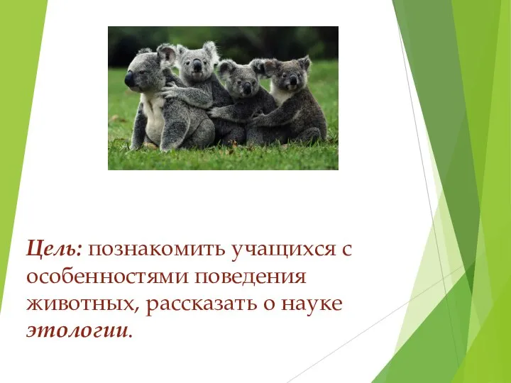 Цель: познакомить учащихся с особенностями поведения животных, рассказать о науке этологии.