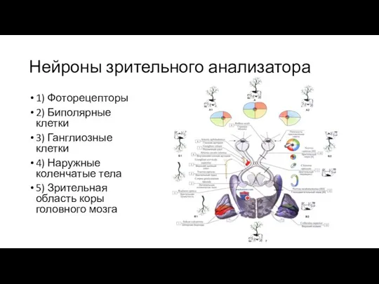 Нейроны зрительного анализатора 1) Фоторецепторы 2) Биполярные клетки 3) Ганглиозные клетки 4)