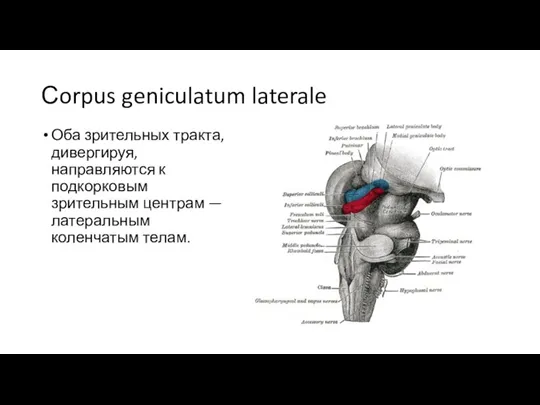 Сorpus geniculatum laterale Оба зрительных тракта, дивергируя, направляются к подкорковым зрительным центрам — латеральным коленчатым телам.