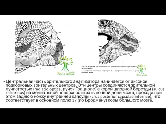 Центральная часть зрительного анализатора начинается от аксонов подкорковых зрительных центров. Эти центры