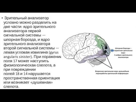 Зрительный анализатор условно можно разделить на две части: ядро зрительного анализатора первой