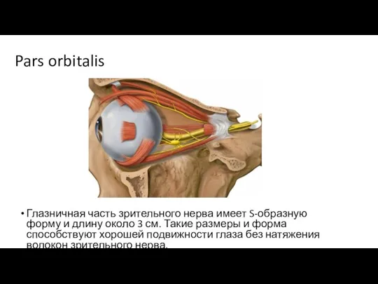 Pars orbitalis Глазничная часть зрительного нерва имеет S-образную форму и длину около