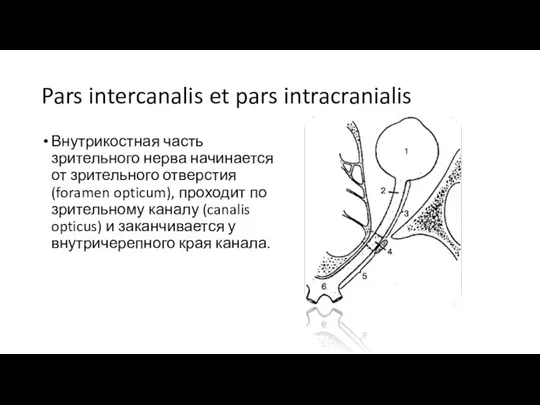 Pars intercanalis et pars intracranialis Внутрикостная часть зрительного нерва начинается от зрительного