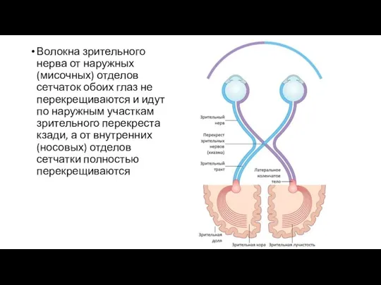 Волокна зрительного нерва от наружных (мисочных) отделов сетчаток обоих глаз не перекрещиваются