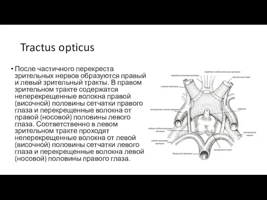 Tractus opticus После частичного перекреста зрительных нервов образуются правый и левый зрительный