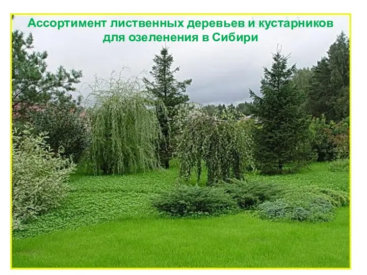 Ассортимент+лиственных+деревье+для+озеленения+в+Сибири