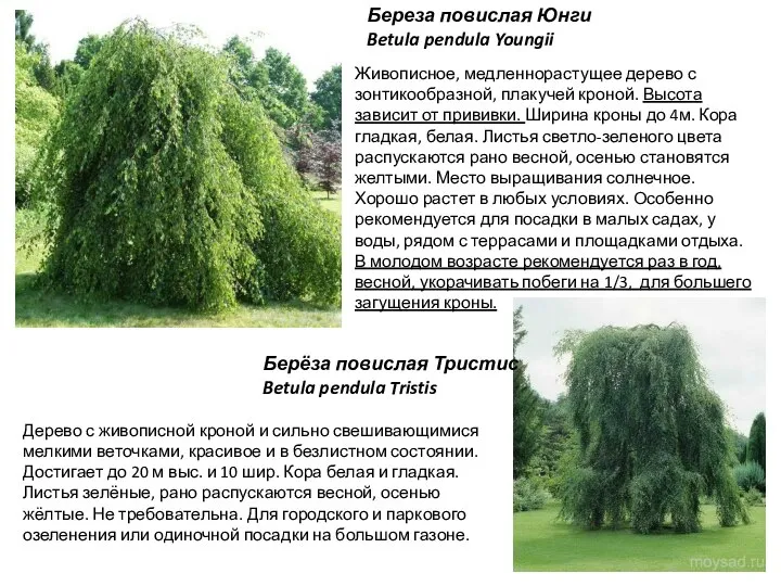 Береза повислая Юнги Betula pendula Youngii Живописное, медленнорастущее дерево с зонтикообразной, плакучей