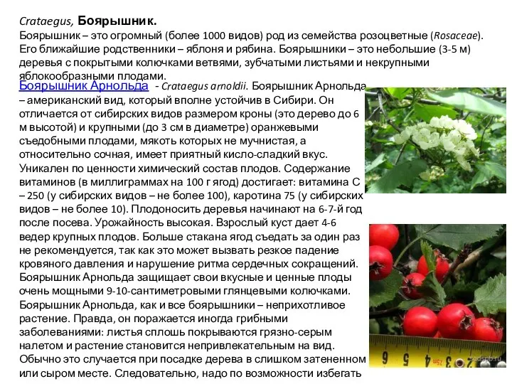 Crataegus, Боярышник. Боярышник – это огромный (более 1000 видов) род из семейства