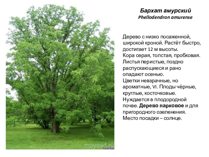 Бархат амурский Phellodendron amurense Дерево с низко посаженной, широкой кроной. Растёт быстро,