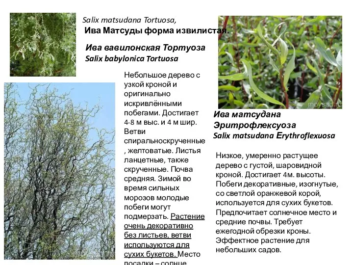 Ива матсудана Эритрофлексуоза Salix matsudana Еrythroflexuosa Низкое, умеренно растущее дерево с густой,