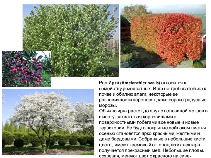 Род Ирга (Amelanchier ovalis) относится к семейству розоцветных. Ирга не требовательна к