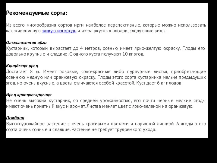 Рекомендуемые сорта: Из всего многообразия сортов ирги наиболее перспективные, которые можно использовать