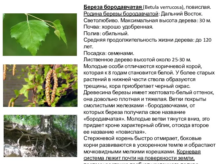 Береза бородавчатая (Betula verrucosa), повислая. Родина березы бородавчатой: Дальний Восток. Светолюбиво. Максимальная
